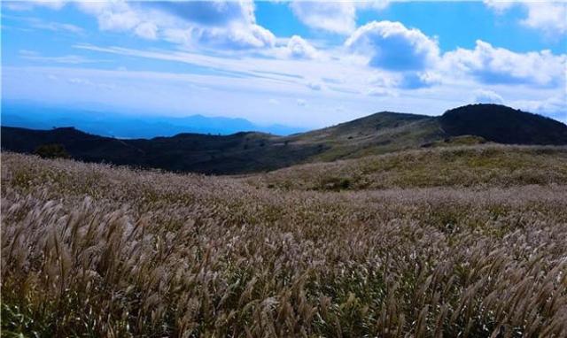 합천 황매산 억새가 장관을 만들어내고 있다.