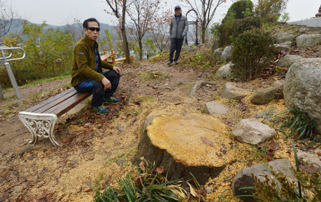 22일 대구 북구 침산공원 침산정 주변 경관개선사업으로 인해 수십 년 된 나무가 잘려나가거나 이식되어 주민들의 불만이 커지고 있다. 성일권 기자 sungig@msnet.co.kr