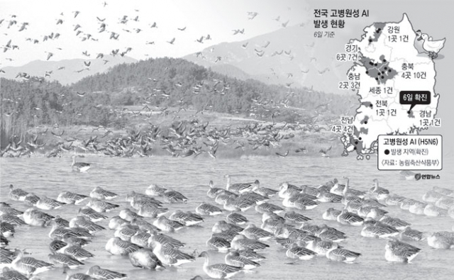 5일 창녕군 유어면 대대리에서 발견된 철새 종류의 하나인 큰고니 폐사체에서 H5N6형 고병원성 의심 AI가 검출됐다. 영남권에서 고병원성 AI로 의심되는 사례가 나온 것은 이번이 처음이다. 대구경북을 비롯한 영남권 전체에 비상이 걸렸다. 사진은 경남 창녕 우포늪 철새 도래지. 경남 창녕군 제공
