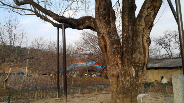 상주 은척면 350년 된 