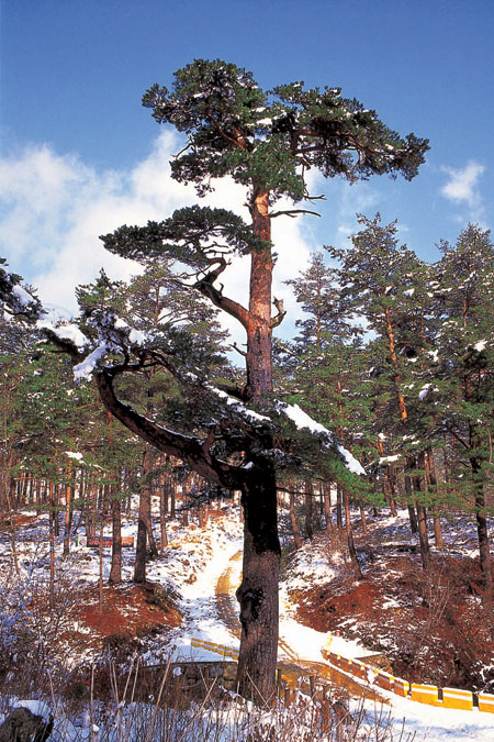 국가중요농업유산으로 지정된 울진 금강송 숲. 우리나라 최대의 천연생태 군락지인 울진 금강송이 우리나라를 뛰어넘어 세계로의 진출을 꿈꾸고 있다. 울진군 제공