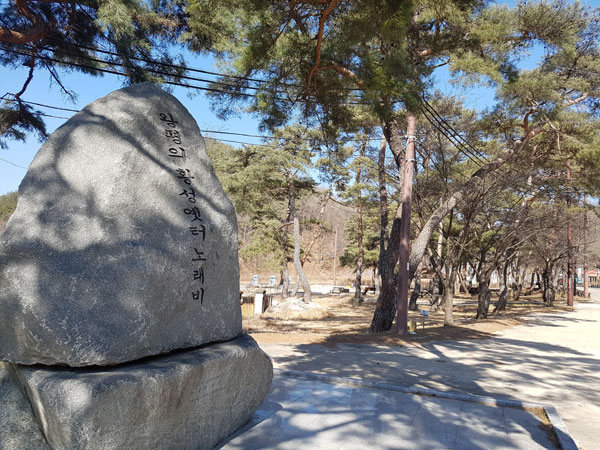 한국 근대가요의 효시이며 항일 민족 가요를 쓴 작사가 왕평의 노래비와 묘소가 있는 청송군 파천면 송강리 목계솔밭에서 일제강점기 시설 착취당한 송진 채취 흔적이 발견됐다. 전종훈 기자