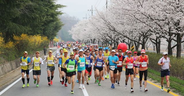 2016년 합천벚꽃마라톤 대회. 합천군 제공