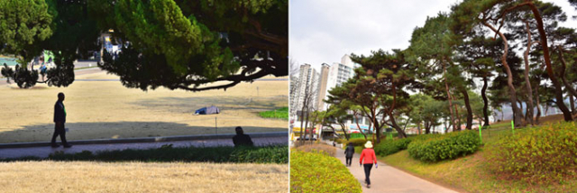 달성공원 내 순종 나무 아래서 여가를 보내는 사람들의 모습(왼쪽). 우배선 장군을 기리는 월곡역사공원의 장지산 소나무 숲과 주위를 산책하는 사람들.