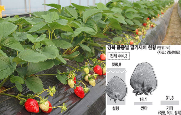 경북도농업기술원 성주참외과채류연구소가 개발한 딸기 품종 \