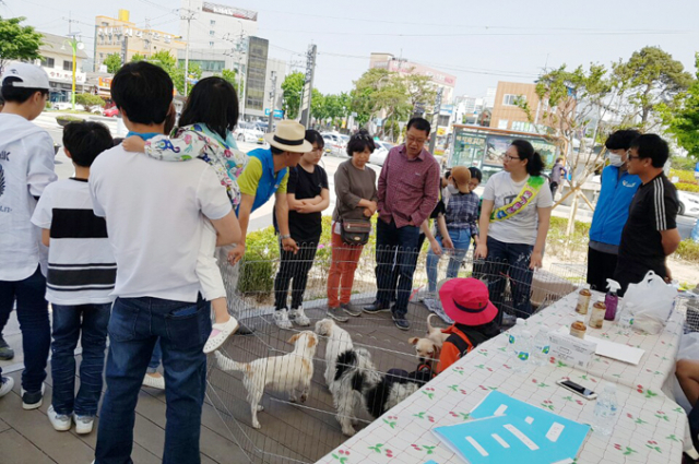 영천시는 7일 영천역 앞에서 유기동물 분양행사를 했다. 영천시 제공