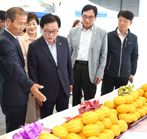 꿀벌 수정의 칠곡벌꿀참외 명성을 대내외적으로 알리고, 참외 농가의 자부심을 높이기 위해 열리는 칠곡 벌꿀참외 품평회에서 참석자들이 출품작을 살펴보고 있다. 지난해 열린 칠곡벌꿀참외 품평회. 칠곡군 제공