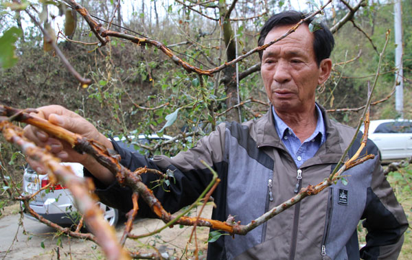 봉화군 봉성면에서 대대로 사과농사를 짓는 유군성(70) 씨가 껍질이 벗겨져 죽어가는 사과나무를 보며 허탈한 표정을 짓고 있다. 김영진 기자