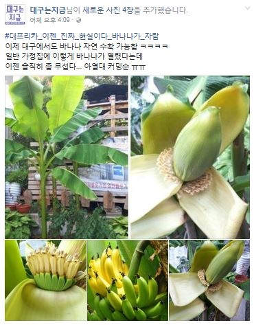 대구 바나나 / 사진출처- 대구는 지금 캡쳐
