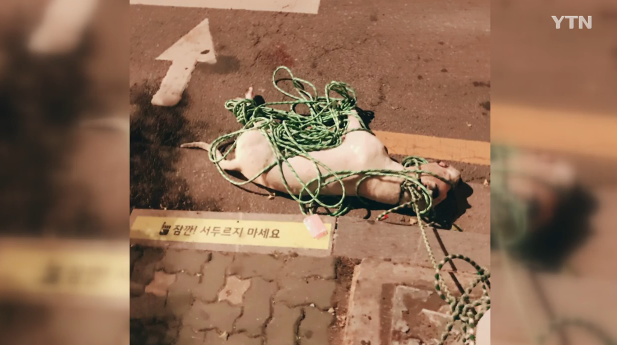 도고아르젠티노 / 사진출처 - ytn 뉴스 캡쳐
