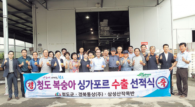 청도군과 삼성산작목반, 경북통상은 7일 이서면 작목반 공선장에서 청도복숭아 싱가포르 수출 선적식을 가졌다. 청도군 제공