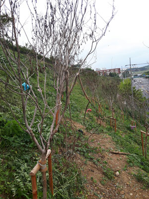 경산시가 발주하고 경산시산림조합이 수의계약을 통해 삼성현로 경사면의 심은 배롱나무 130여 그루가 말라 죽거나 죽어가고 있다. 김진만 기자