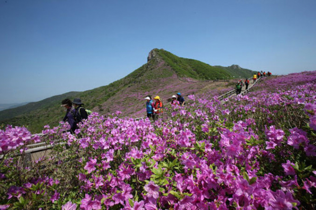 제3경 황매산 철쭉