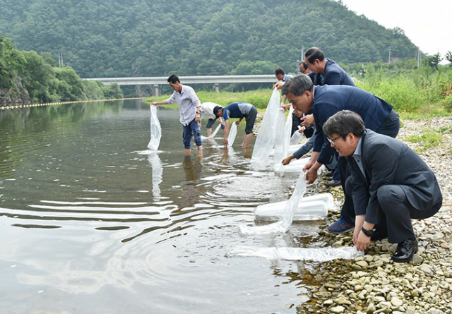 청송군은 내수면 경제지원 등의 목적으로 20일 청송읍 청운리 용전천에서 토속 어류 방류행사를 열었다. 청송군 제공