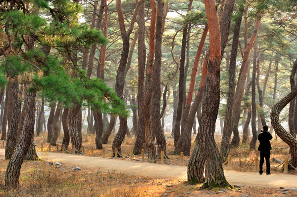 사계절 관광객이 몰리는 천년고찰 운문사는 힐링관광의 중심지로 손꼽히고 있다. 청도군 제