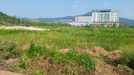 건물이 올라가지 않고 방치된 경북도청 신도시의 공터에 잡초가 무성히 자라나 있다.