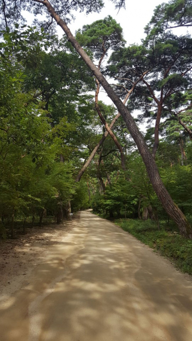 의성 고운사 들어가는 길에 있는 숲길. 서정오 작가의 마음속 안식처다.