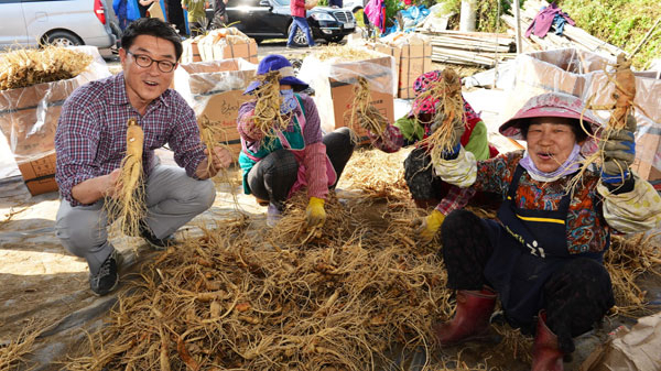 영주풍기인삼축제에 판매할 명품 풍기인삼을 상인들이 선별하고 있다.