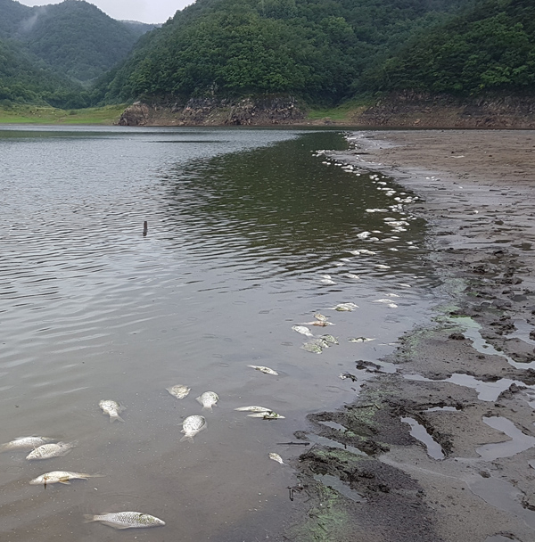 지난 5월부터 안동호에서는 물고기가 집단 폐사가 발생해 최근까지 1만8천여마리의 폐사체가 수거됐다. 환경단체들은 물고기 집단폐사에 대한 원인으로 중금속을 지목하고 있다.