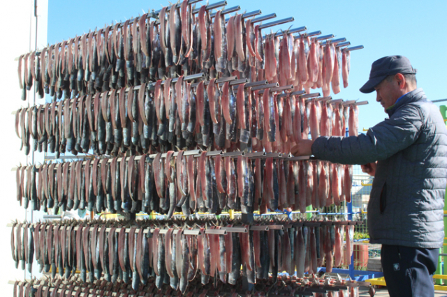 구룡포과메기가 더욱 신선하고 깨끗한 옷을 갈아입고 올겨울 입맛을 사로잡으러 왔다. 25일 첫 출하를 앞두고 꾸덕꾸덕 말라가고 있는 과메기가 먹음직하다. 포항 배형욱 기자