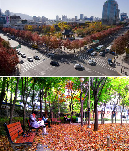 대구시는 올해부터 2021년까지 5년 동안 1천만 그루의 나무를 도심에 심는 