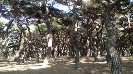 손인석 작, 흥덕왕릉의 소나무