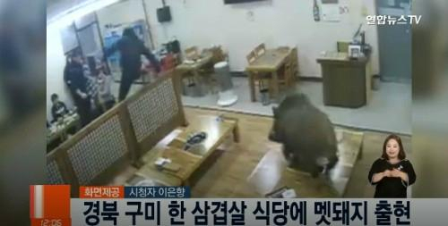 구미 멧돼지 난입 / 사진출처 - 연합뉴스 tv