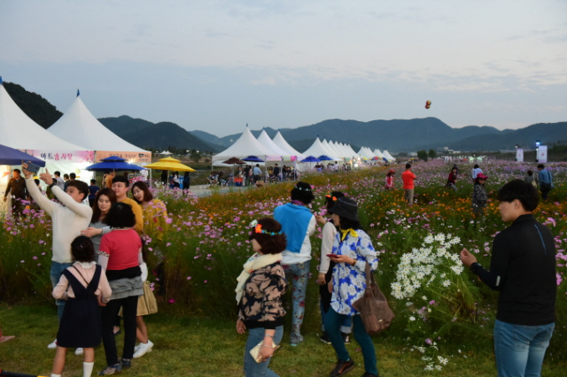 꽃페스티벌= (사)고령군관광협의회가 추진한 꽃 페스티벌. 순수 민간 차원에서 진행되는 축제이지만 관광 고령의 인지도를 높이는 데 톡톡히 한몫하고 있다. 고령군 제공