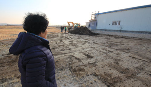포항 북구 흥해읍 용천리 동서유화에서 흘러나온 아스팔트유 9천여ℓ로 오염된 논을 땅 주인 최영의(75) 씨가 바라보고 있다. 배형욱 기자