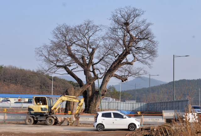22일 오후 대구 북구 연경동 공공주택지구 공사장에 있는 느티나무. 수령 1천 년이 넘는 이 나무는 생육환경 조성을 위한 추가 부지 확보가 안 돼 고사 위기에 처했다. 김영진 기자 kyjmaeil@msnet.co.kr