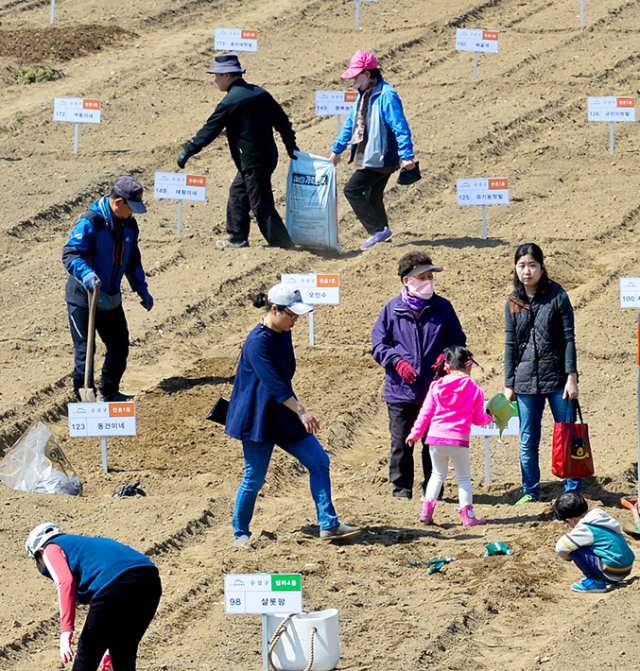 대구 수성구 고모동 팔현공영도시농업농장을 찾은 주민들이 자신들이 분양받은 텃밭을 정성껏 일구고 있다. 매일신문 DB