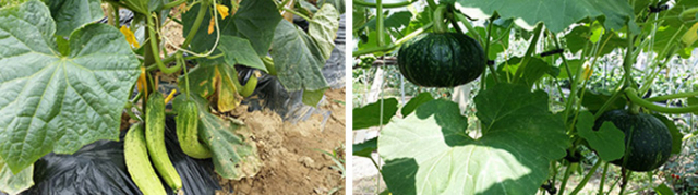 대구도시농부학교 농장에 열린 조선오이(왼쪽)와 호박. 대구도시농부학교 제공