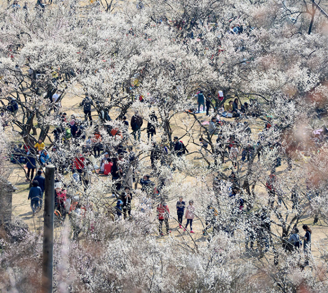 매년 3월이면 원동면 일대에 매화 축제가 열린다. 지난 2006년부터 시작된 원동매화축제는 매년 30만명의 방문객이 찾는 양산의 대표 축제로 자리 잡았다. 지난해 원동매화축제를 찾은 관광객들이 봄의 전령사 매화나무밑을 거닐고 있다. 경남신문 DB