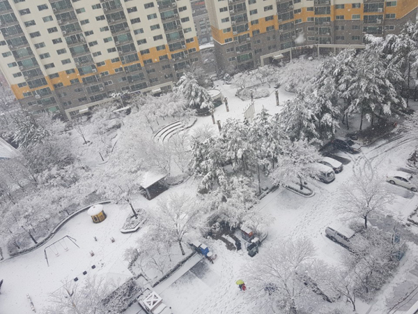 8일 오전 대구에 강설이 내리고 있다. 독자 제공