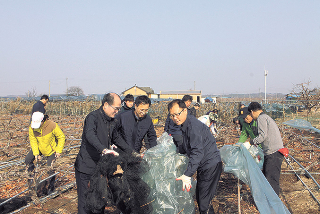 유찬형(왼쪽부터) 농협중앙회 상무, 이종우 농협경제지주 상무, 여영현 경북농협 본부장이 폭설 피해 현장에서 직원들과 폐비닐 수거 작업을 하고 있다. 경북농협 제공