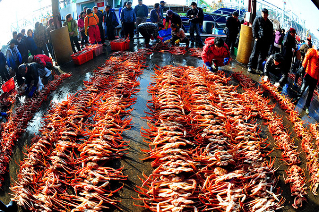 대게는 3월과 4월에 속살이 꽉 차 최고의 맛을 자랑한다. 22일부터 25일까지 강구항 일대에서는 영덕대게축제가 열린다.