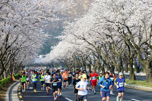 제27회 경주 벚꽃마라톤 대회 참가 선수들이 벚꽃길을 달리고 있다. 매일신문 DB