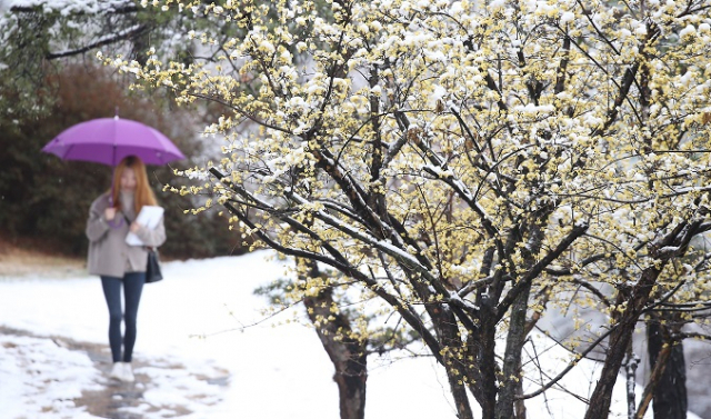 대구에 대설주의보가 내린 21일 오전 북구 경북대학교에 핀 산수유 위에 눈이 내려앉았다. 연합뉴스