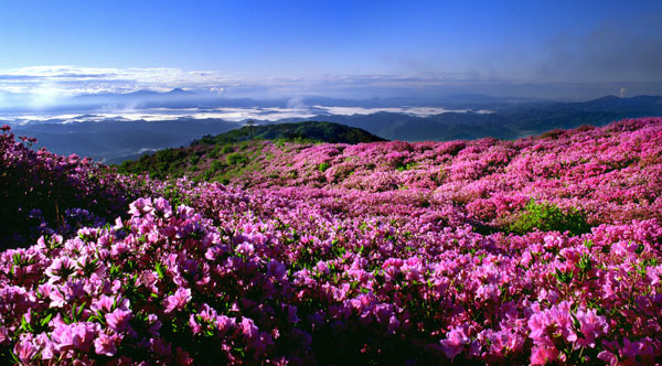 황매산(1,108m)은 철쭉 3대 명산 중 하나로 매년 봄철이면 하늘과 맞닿을 듯 드넓은 진분홍빛 산상화원이 펼쳐진다. 합천군 제공