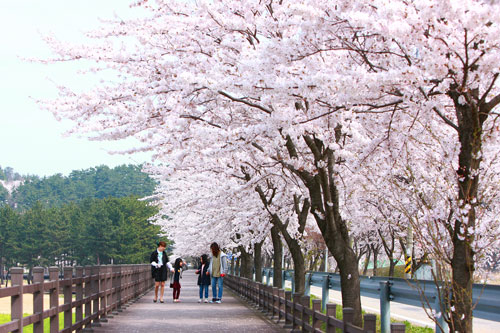 울진군이 울진관광 핫스팟 10선을 선정하고 봄철 관광객들의 발길을 유혹하고 있다. 울진군 제공