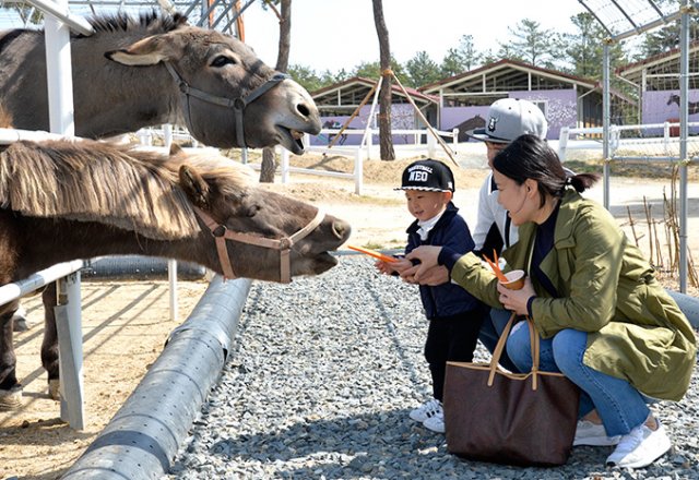 운주산승마장에는 말 먹이주기 체험을 할 수 있는 