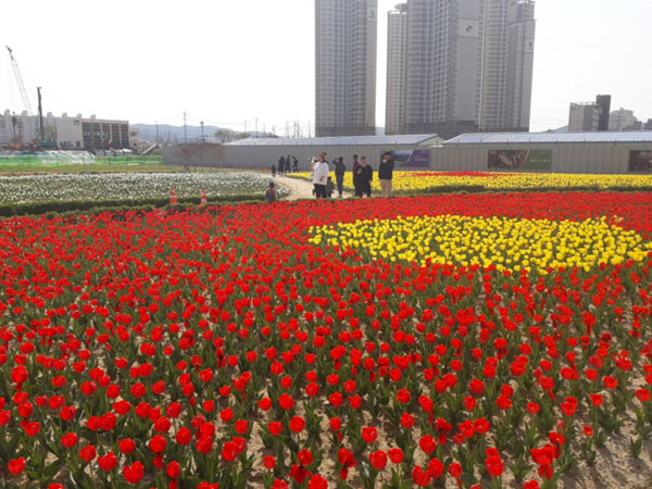 포항시가 조성한 뱃머리마을 꽃밭에 튤립이 평년보다 빨리 꽃이 활짝 피어 시민들을 반기고 있다. 포항시 제공