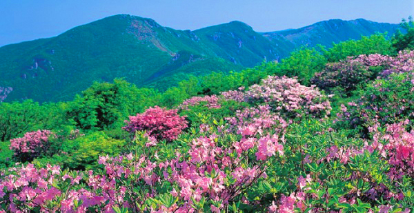 영주 소백산 철쭉. 영주시 제공