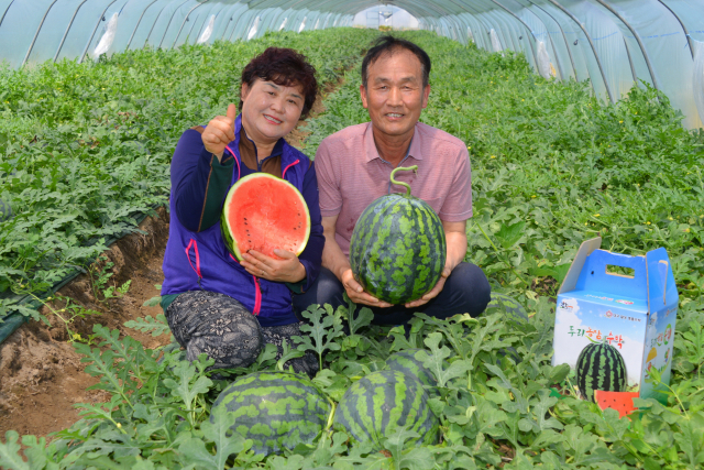 달성군 옥포면 신당리 신동문(61세)씨가 시설하우스에서 재배한 당도 높고 맛과 향이 우수한 옥포수박을 본격 출하하고 있다. 달성군 제공