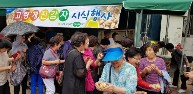 고령군 개진감자영농조합이 동대구농협 하나로마트 앞에서 연 개진감자 직팜 홍보행사장을 찾은 대구시민들이 삶은 개진감자를 시식하고 있다. 고령군 제공