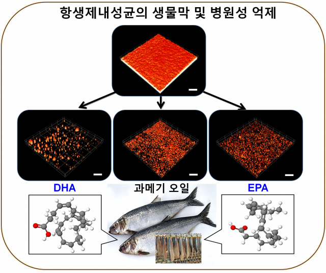 포항테크노파크와 영남대가 공동연구를 통해 과메기 기름이 스스로 부패를 막는다는 사실을 밝혀냈다(포항테크노파크 제공)