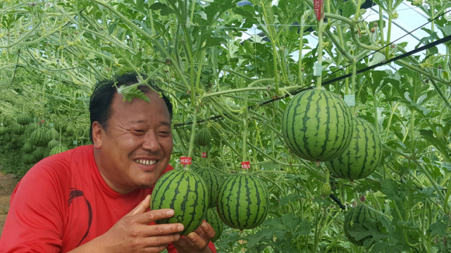 갂아 먹는 애플수박이 출하를 앞두고 있다(포항시 제공)