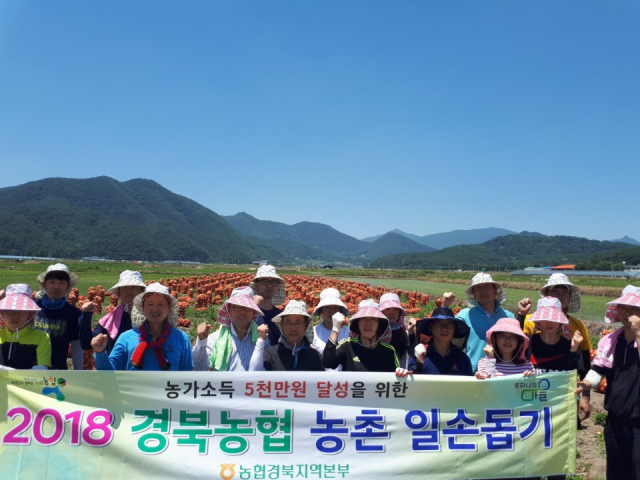 경북농협 임직원들이 21일 고령 쌍림면 양파재배 농가를 찾아 일손돕기로 구슬땀을 흘렸다. 경북농협 제공