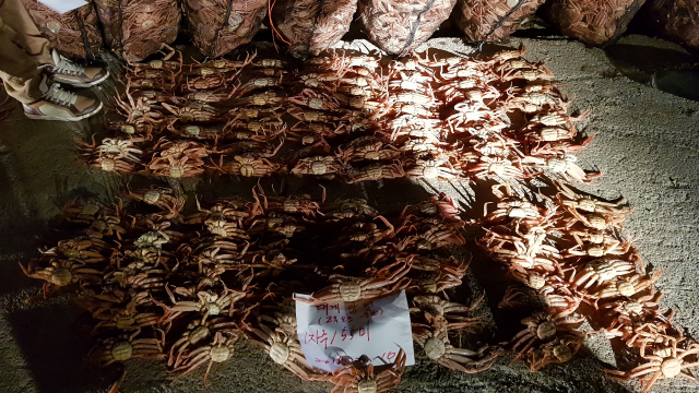 지난 2월 10일 오후 포항 영일만항으로 몰래 들어온 불법 포획 암컷대게. 포항해양경찰서 제공.