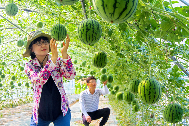 애플수박. 안동시 제공